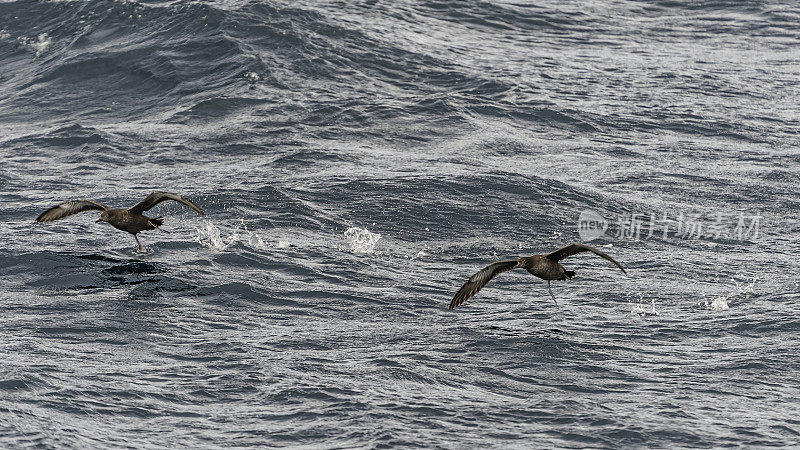 灰鹱(Puffinus griseus)是原蛾海鸟科中一种中-大型海鸥。在新西兰，它也以Māori的名字tītī和“羊肉鸟”而闻名，